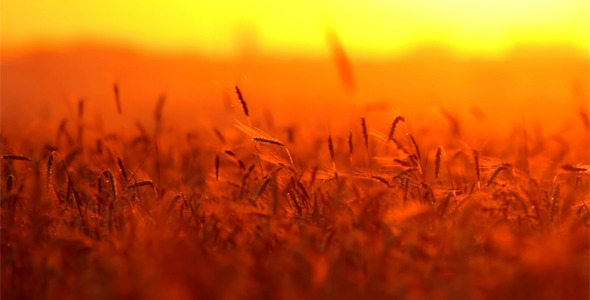  Wheat At Sunset 