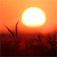 Wheat At Sunset - VideoHive Item for Sale
