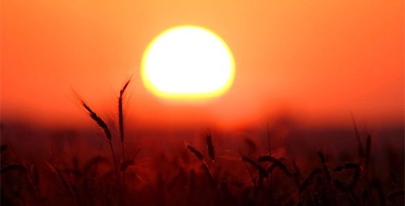 Wheat At Sunset