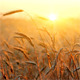  Wheat At Sunset - VideoHive Item for Sale