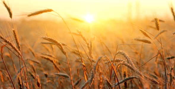Wheat At Sunset, Stock Footage | VideoHive