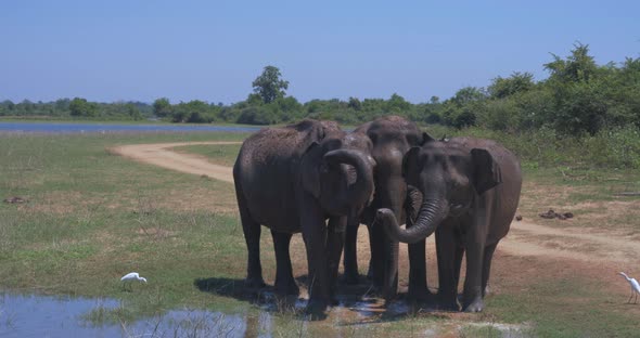 Elephants Splashing Mud in the National Park of Sri Lanka