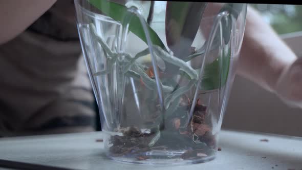 Planting Orchid Flower in Glass Flower Pot