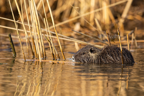 Calm nutria swimming in marsh in summer nature