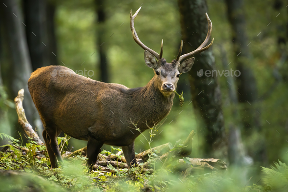 Red deer stag standing in green woodland from side view and looking into camera - Stock Photo - Images
