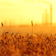  Wheat At Sunset  - VideoHive Item for Sale