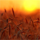  Wheat At Sunset 2 - VideoHive Item for Sale