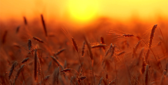  Wheat At Sunset 2