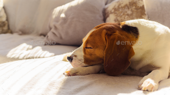 Dog beagle sleep at the couch in the sun light