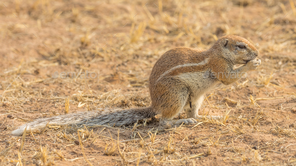 A Cape Ground Squirrel Feeding