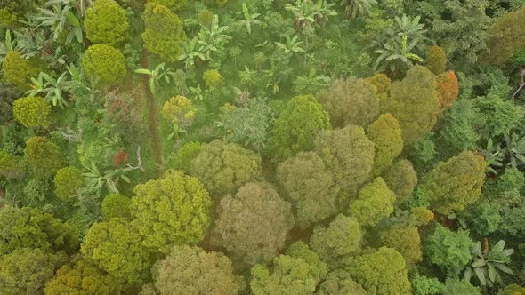 Aerial: Green Tropical Rainforest Jungle View From Above. . Bali, Indonesia. alt