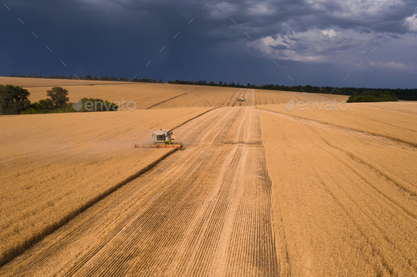 Aerial top view of combine harvester working on wheat field - Stock Photo - Images