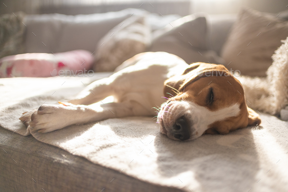Beagle dog tired sleeps on a cozy sofa, couch, sun falls through window