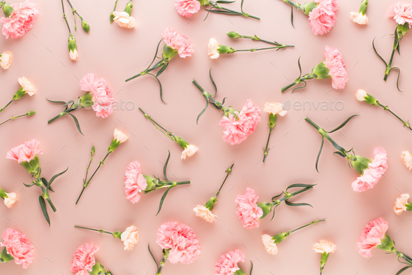 Pink carnation flowers on pastel background. Flat lay, top view, copy space.