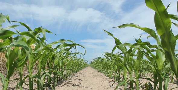 Juvenile Corn, Stock Footage | VideoHive