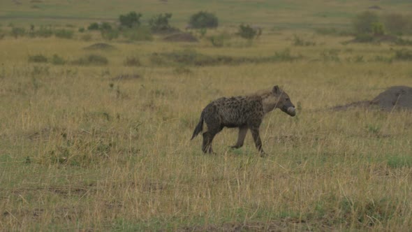 Hyena carrying an animals leg alt