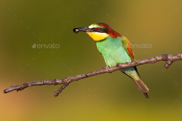 Colorful european bee-eater sitting on branch in summer with insect in beak - Stock Photo - Images