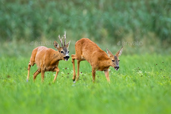 Pair of roe deer running on meadow in rutting season - Stock Photo - Images