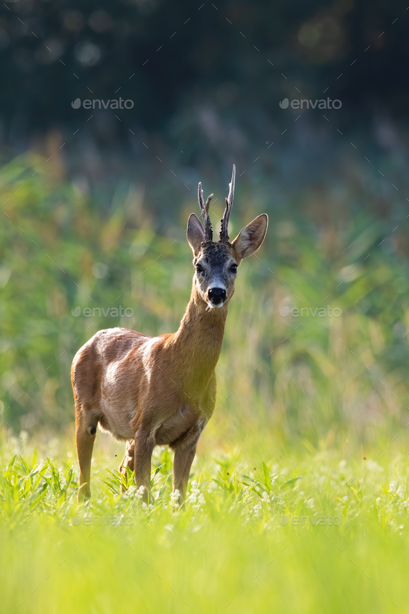 Roe deer buck standing on backlit meadow in summer at sunset - Stock Photo - Images