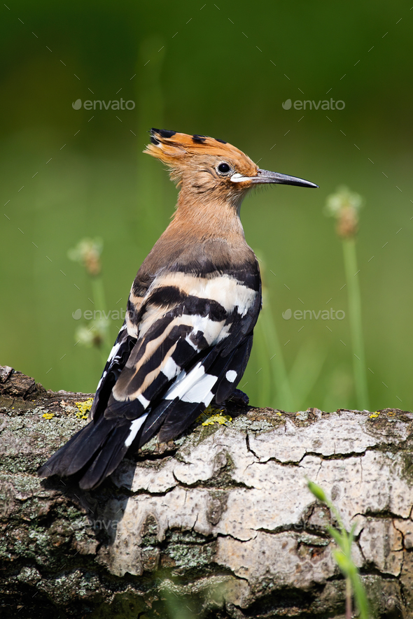 Young Eurasian hoopoe sitting on tree trunk in summer - Stock Photo - Images