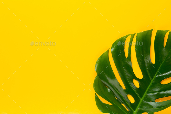 Tropical Jungle Leaf, Monstera, resting on flat surface, on yellow background.