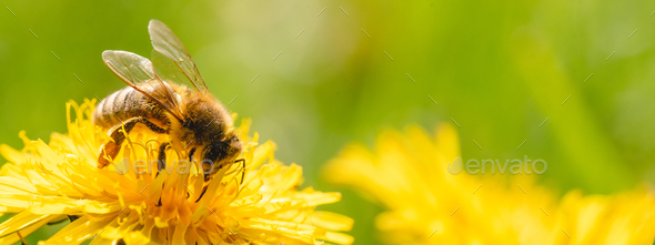 Honey bee covered with yellow pollen collecting nectar from dandelion flower. - Stock Photo - Images