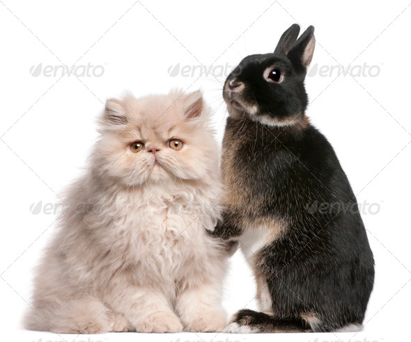 Young Persian cat and rabbit in front of white background - Stock Photo - Images