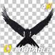 Eurasian White-tailed Eagle - Flying Loop - Down Angle View - 96