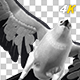 Eurasian White-tailed Eagle - Flying Transition IV - 100