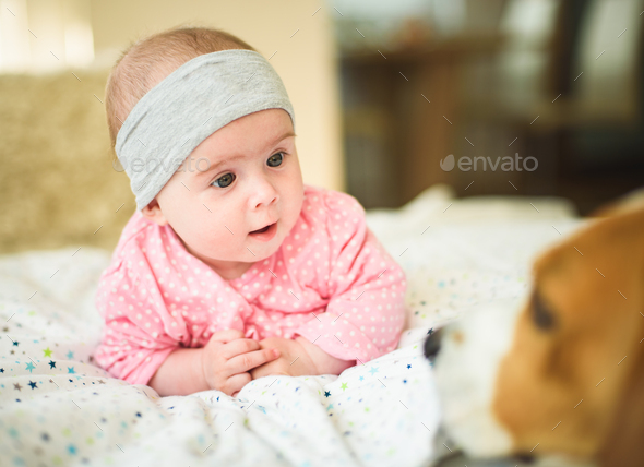 Cute 6 months old Baby girl infant on a bed on her belly with head up looking at beagle dog. Natural