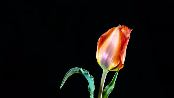 Red Tulip on a Black Background alt
