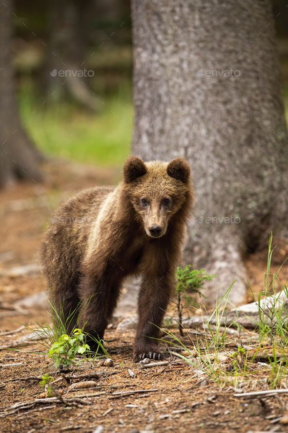 undertrykkeren Syndicate Afskedige Young brown bear standing in forest in summer nature Stock Photo by  WildMediaSK