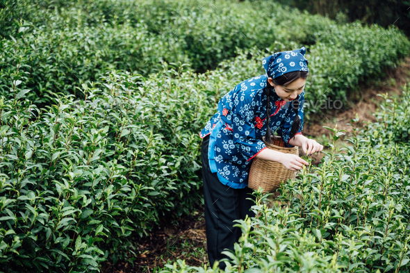 Chinese girl picking tea leaves