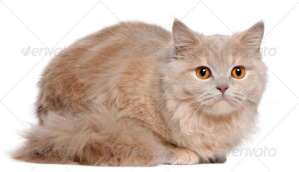 British Longhair (5 months old) - Stock Photo - Images