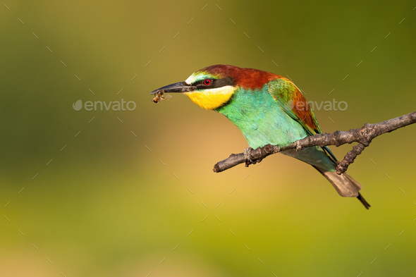Colorful european bee-eater eating insect on a branch in summer - Stock Photo - Images