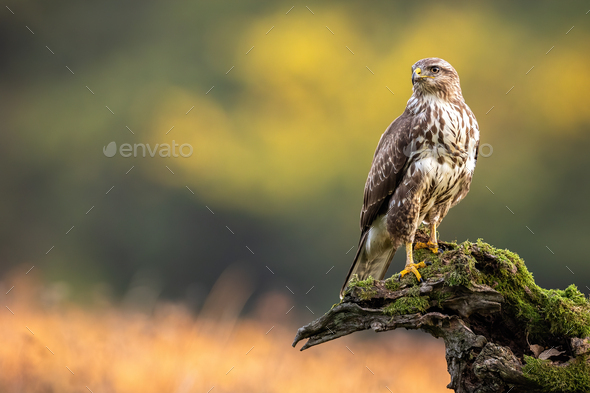 Common buzzard sitting on branch in summer with copy space - Stock Photo - Images