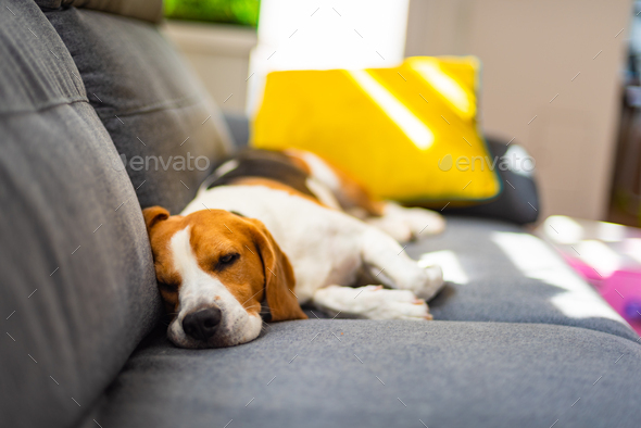 Beagle dog tired sleeps on a cozy couch in funny position. Adorable canine background