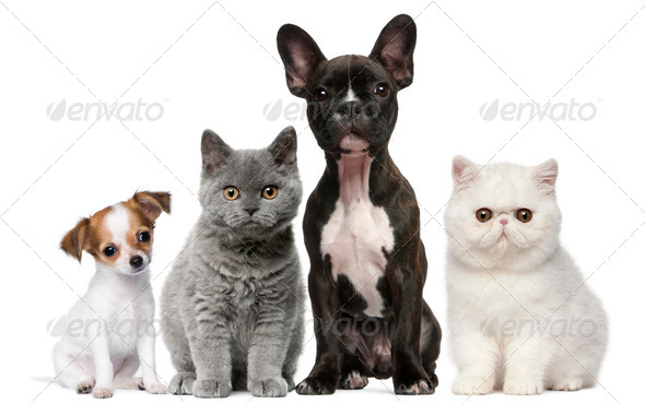 Group of dogs and cats in front of white background - Stock Photo - Images