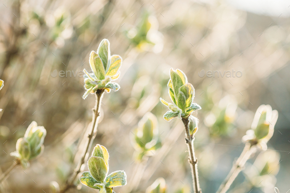 Lonicera Xylosteum. Honeysuckle Young Spring Green Leaf Leaves Growing In Bush Plant. European Fly - Stock Photo - Images