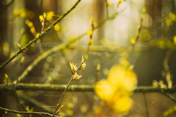 Young Spring Green Leaf Leaves Growing In Branch Of Forest Bush Plant Tree During Sunrise Or Sunset - Stock Photo - Images