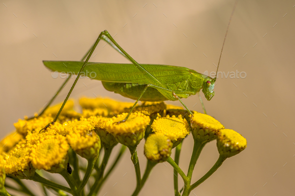 Sickle bearing bush cricket - Stock Photo - Images