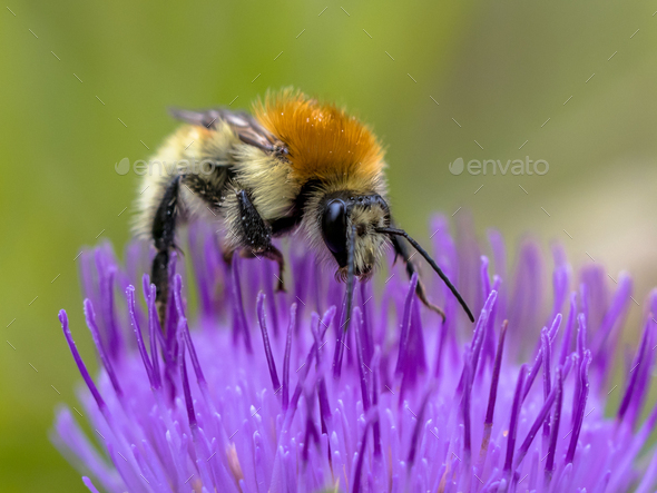 Great yellow bumblebee on flower crop - Stock Photo - Images
