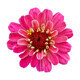 Beautiful pink flower zinnia isolated. - PhotoDune Item for Sale