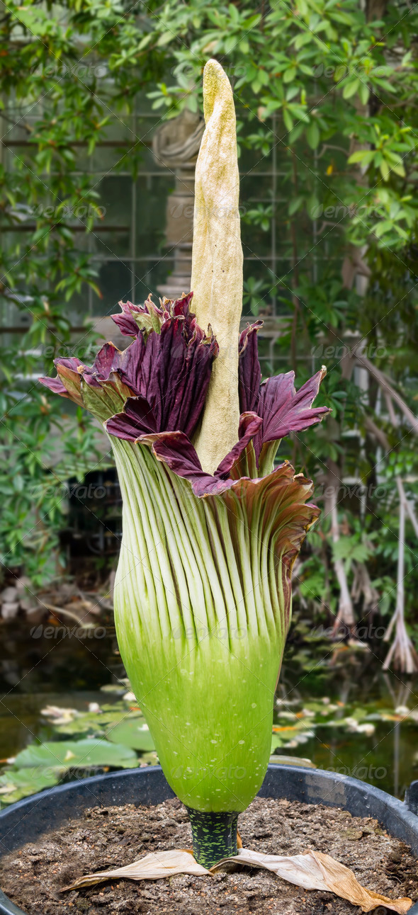Amorphophallus titanum, titan arum, corpse flower - Stock Photo - Images