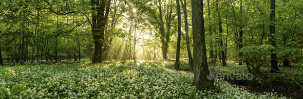 Scenic view of a forest clearing covered with blooming wild garlic
