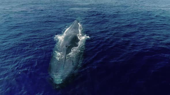 Drone Shot Of Whale In The Water Blow Hole 2