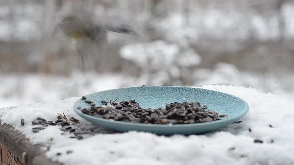 Titmouse Parus Major Peck Seeds in the Bird Feeder in Winter It is Snowing