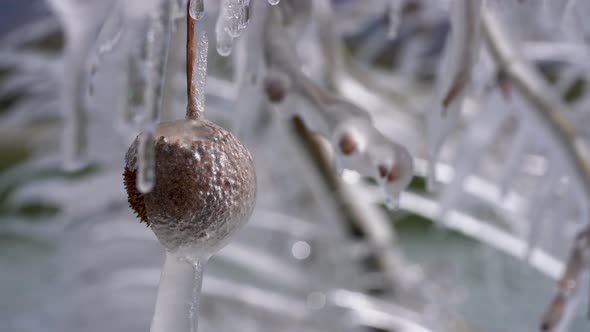 Twigs, branches, buds and seedballs are covered in ice creating following a spring ice storm. alt