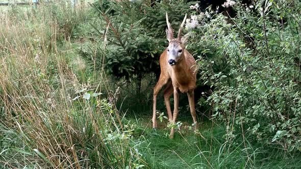 Beautiful Deer Walking in Green Thicket Near Green Bushes and Plants