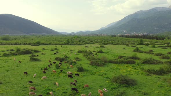 Aerial view of free grazing cows on a natural pastureland in a mountain valley